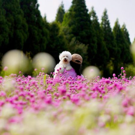 くじゅう花公園　キャンピングリゾート花と星 Kuju Exterior foto