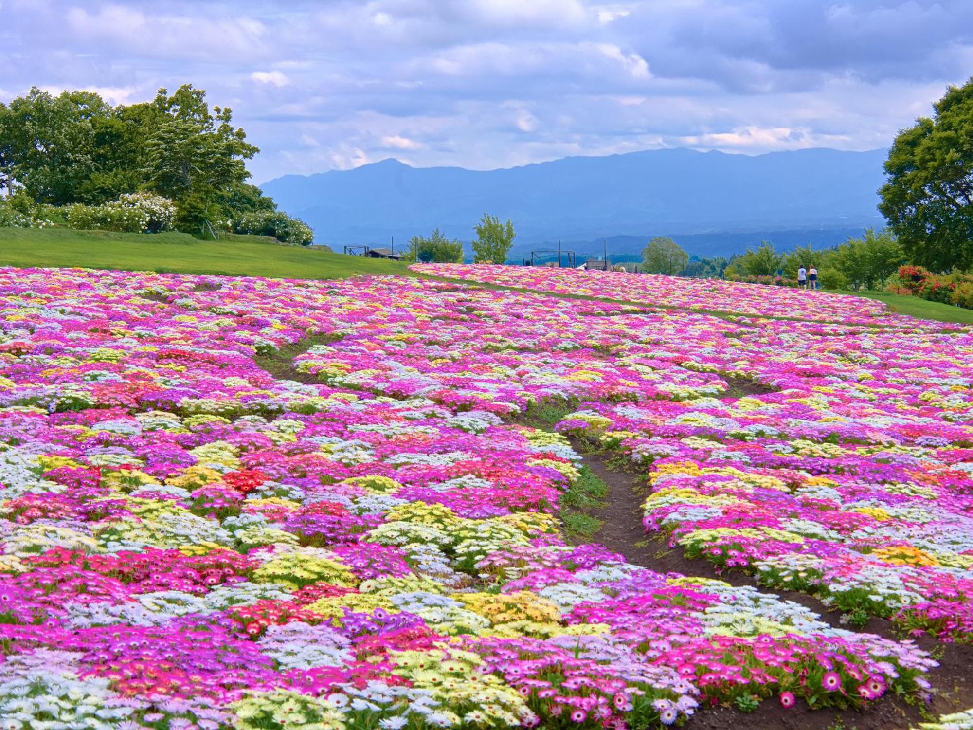 くじゅう花公園　キャンピングリゾート花と星 Kuju Exterior foto