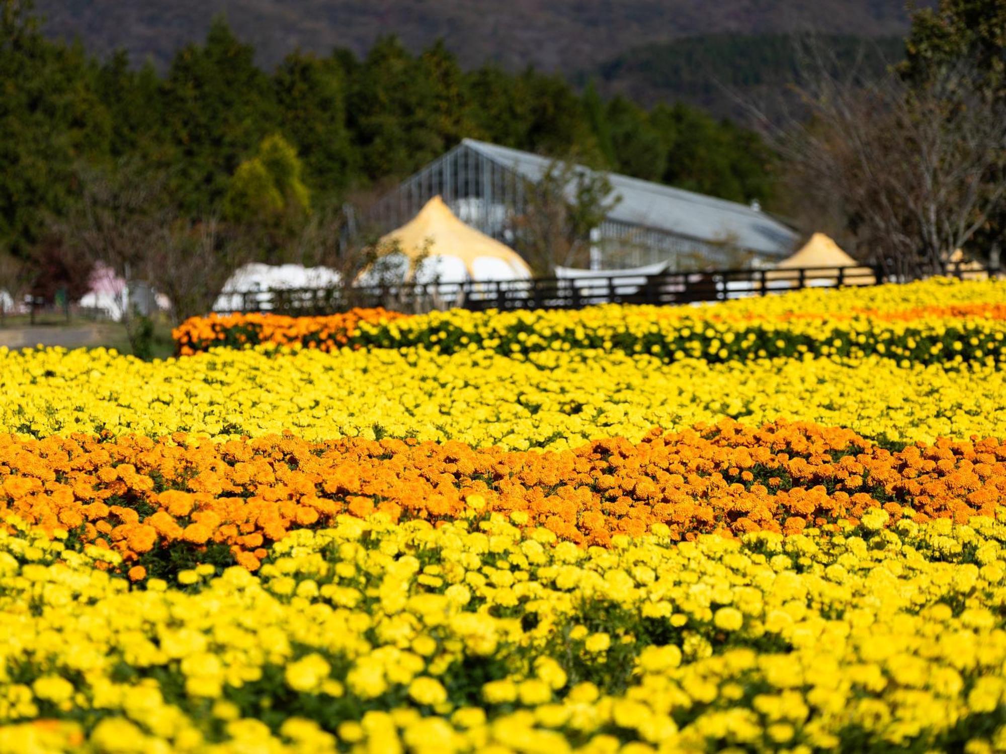 くじゅう花公園　キャンピングリゾート花と星 Kuju Exterior foto