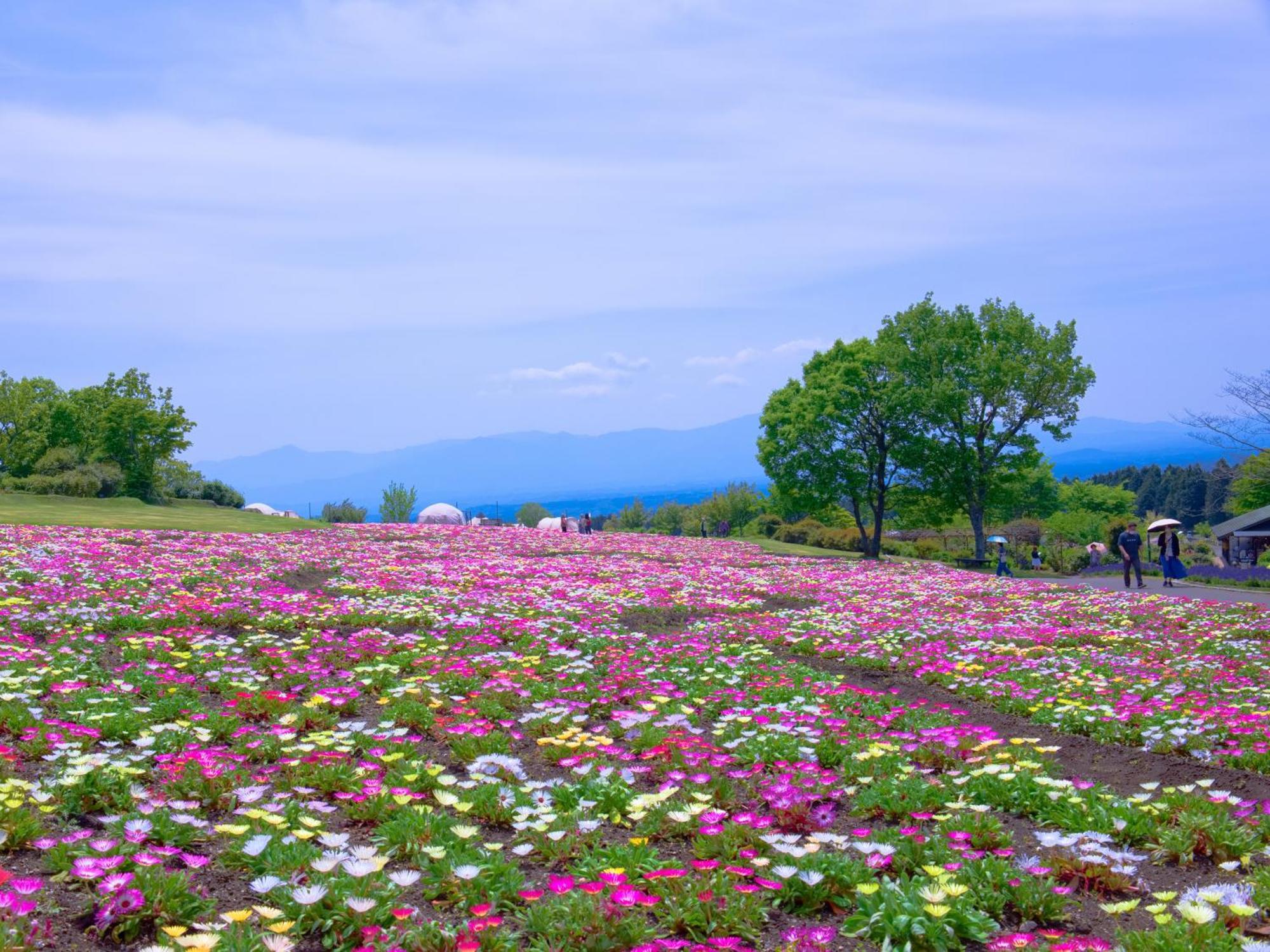 くじゅう花公園　キャンピングリゾート花と星 Kuju Exterior foto