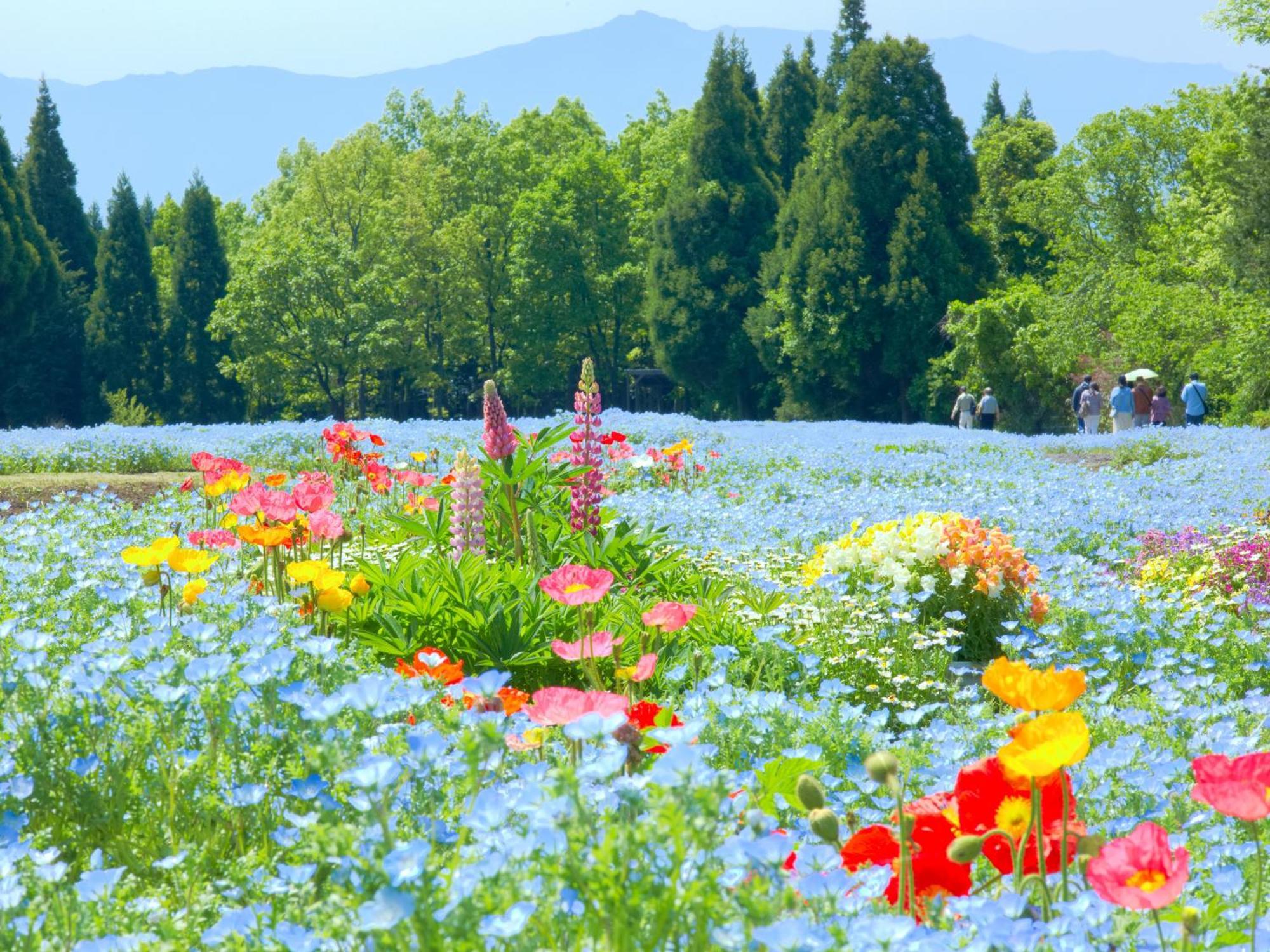 くじゅう花公園　キャンピングリゾート花と星 Kuju Exterior foto