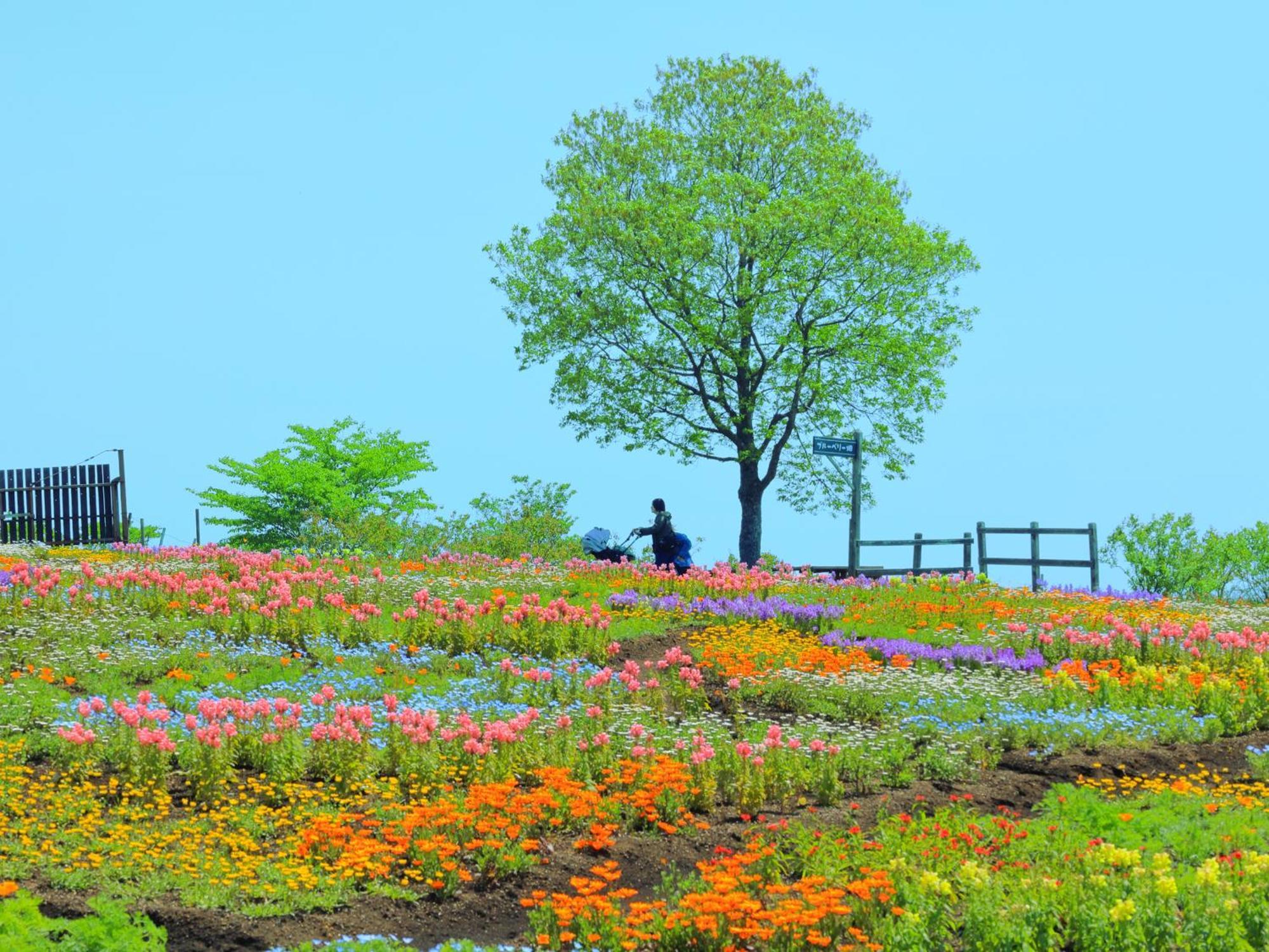 くじゅう花公園　キャンピングリゾート花と星 Kuju Exterior foto