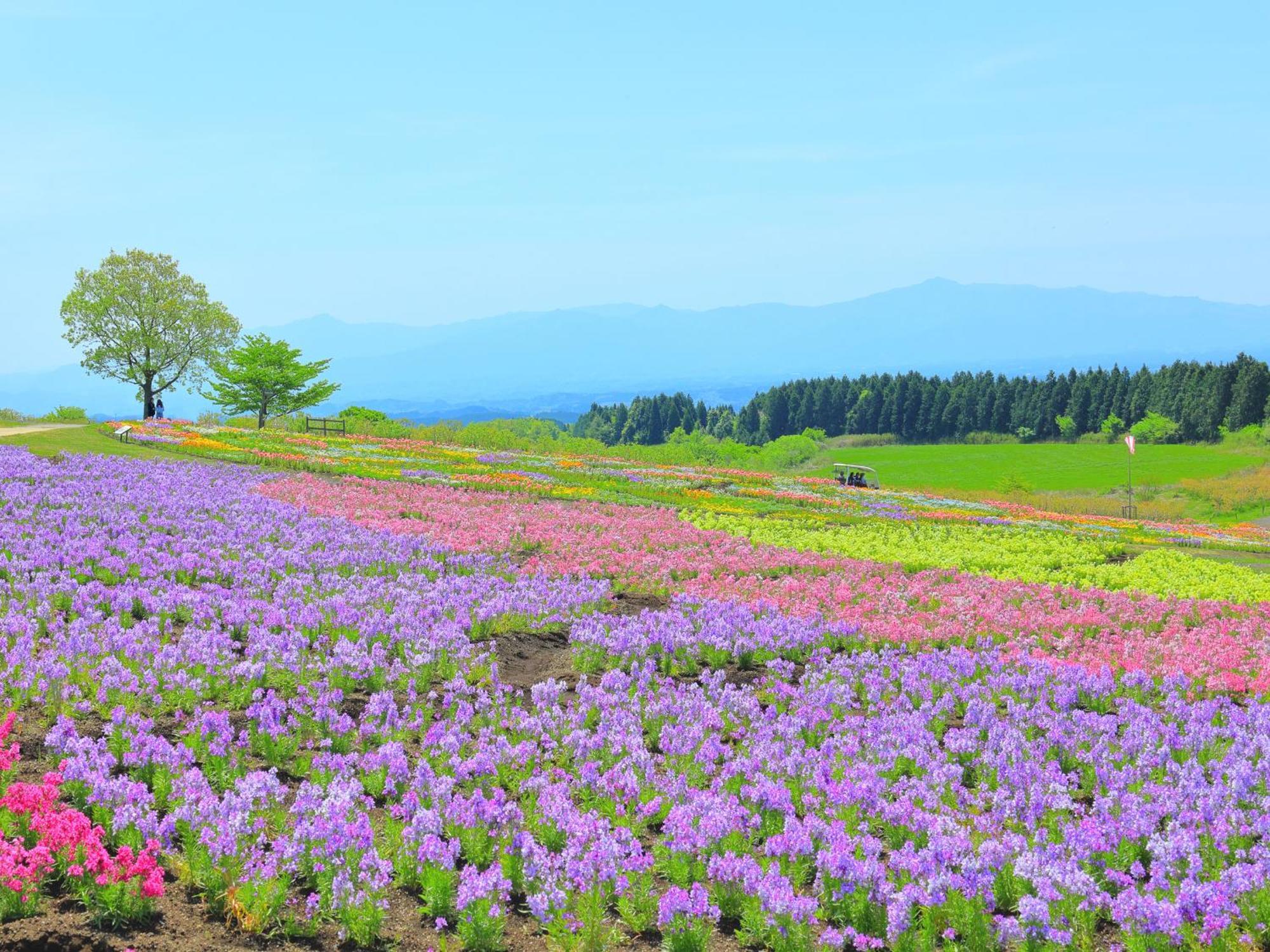 くじゅう花公園　キャンピングリゾート花と星 Kuju Exterior foto