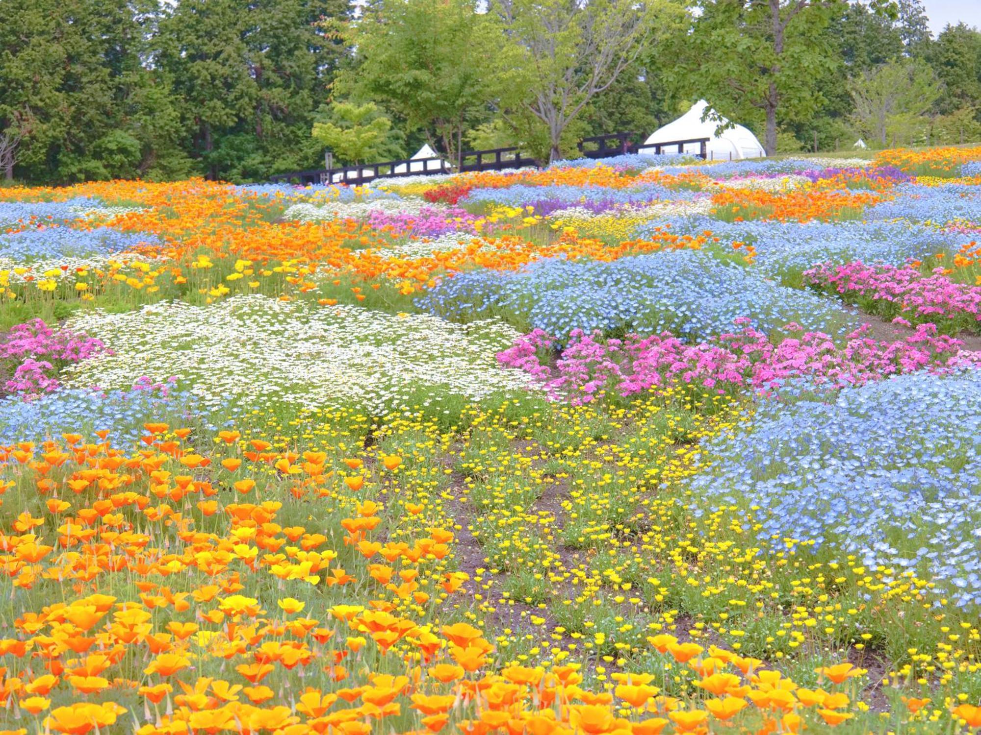 くじゅう花公園　キャンピングリゾート花と星 Kuju Exterior foto