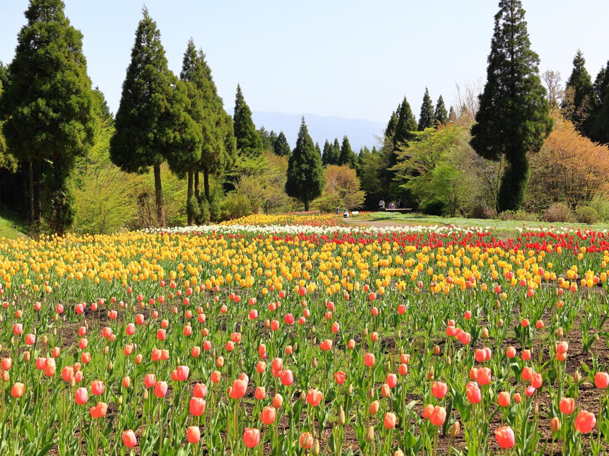 くじゅう花公園　キャンピングリゾート花と星 Kuju Exterior foto