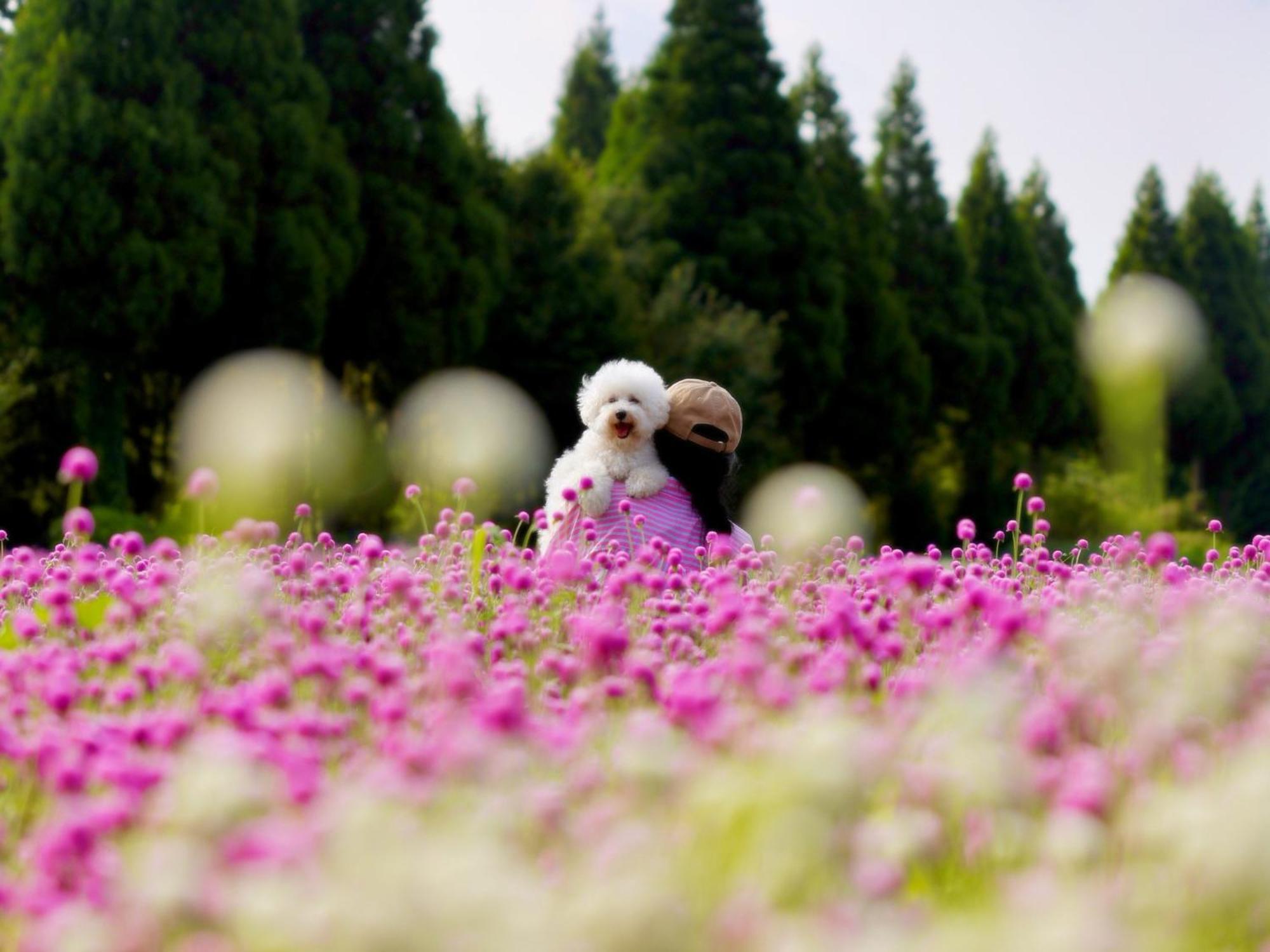 くじゅう花公園　キャンピングリゾート花と星 Kuju Exterior foto