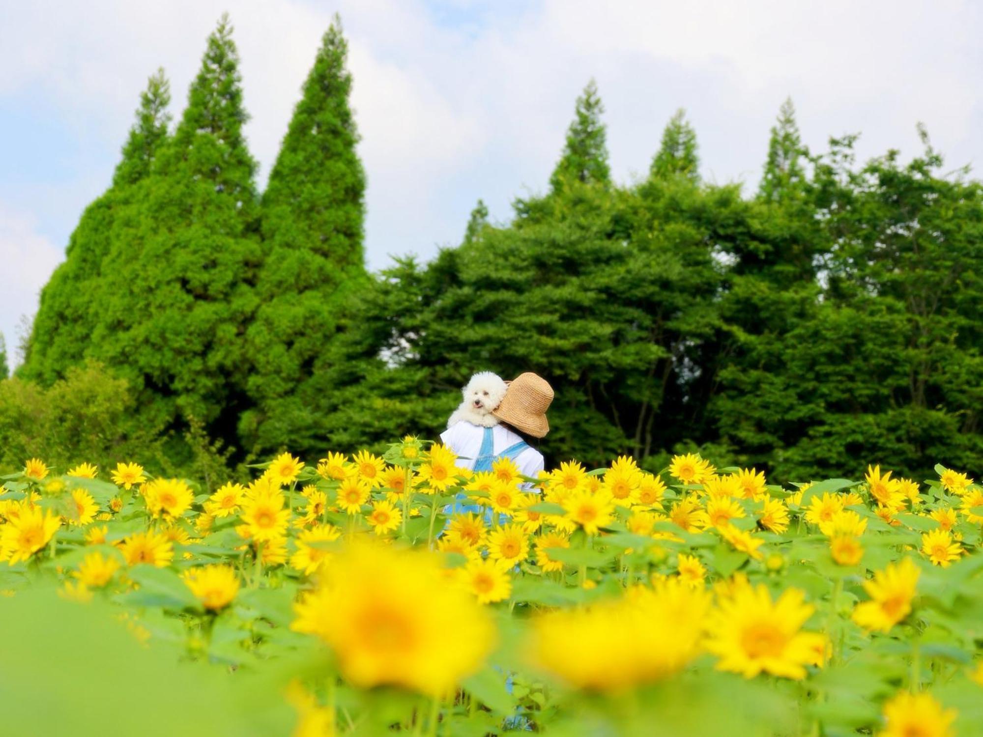 くじゅう花公園　キャンピングリゾート花と星 Kuju Exterior foto